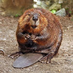 beaver