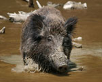 boar