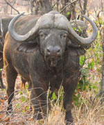 buffalo