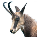 chamois