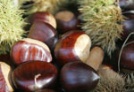 chestnut