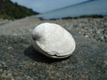 clam