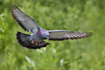 columbidae