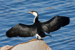 cormorant