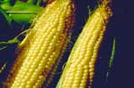 corn