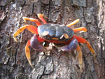 crab