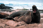 elephant seal