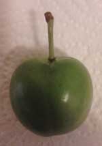 greengage