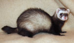 ferret