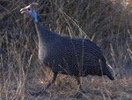 guineafowl