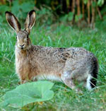 hare