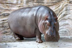 hippopotamus