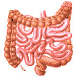 intestine