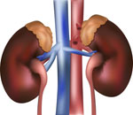 kidney