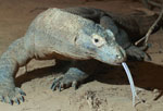 komodo ejderi