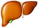 liver