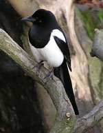 magpie