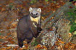 marten