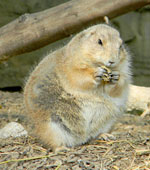 prairie dog