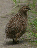 quail