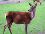 red deer