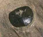 sand dollar