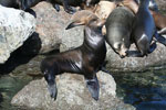 sea lion