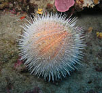 sea urchin