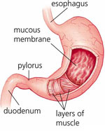 esophagus