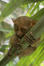 tarsier