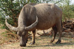 water buffalo