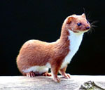 weasel