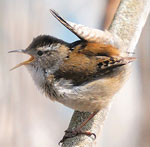 wren