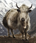 yak